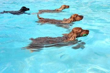 Hundar simmar.