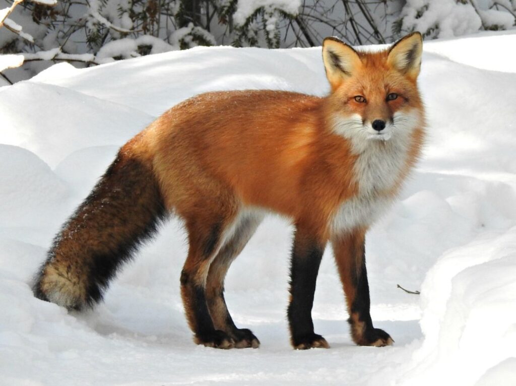 Fox, Wikipedia.