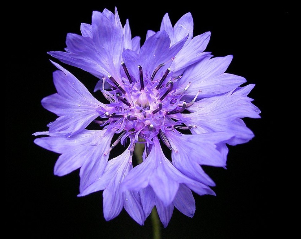 Liberalerna, Wikipedia.