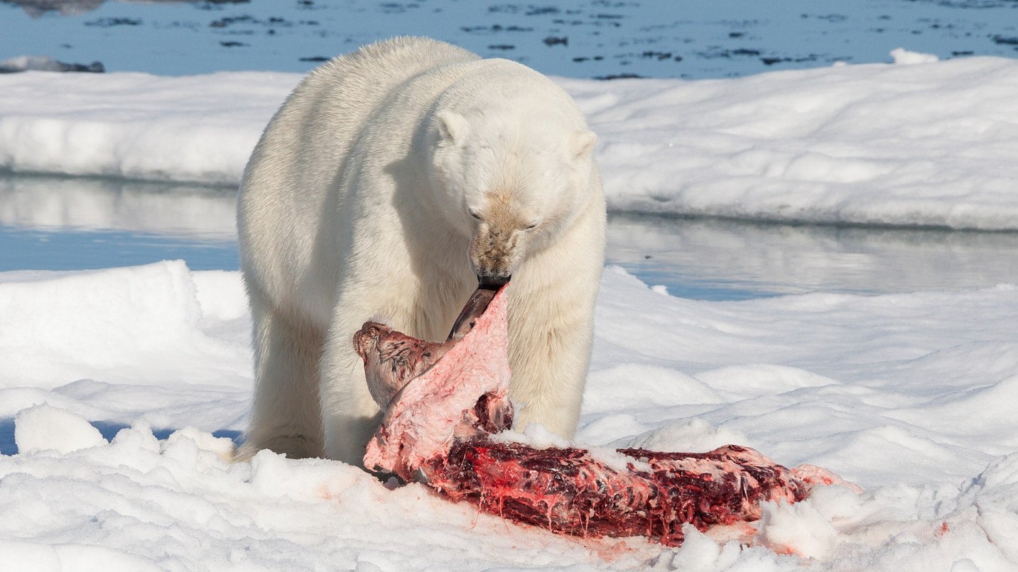 Polar bear, Wikipedia.